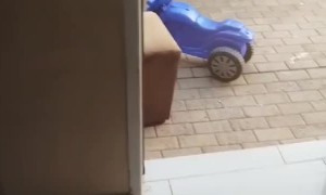 Wild Monkey Helps Himself to My Bananas