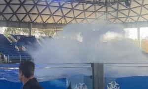 Getting Splashed by an Orca Whale