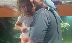 Parrot Pecks Little Finger