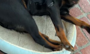Large Rottweiler Likes Small Bed