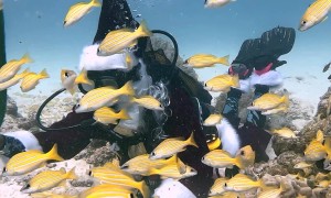 Santa Swaps Reindeer for Flippers