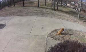 Golden Mail Retriever