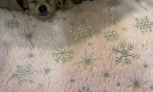 Tiny Pup’s Cozy Pillow Nap