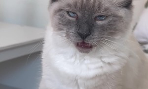 Kitten Reacts to Smelly Socks