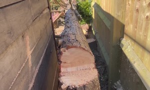 Precise Tree Cutting