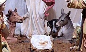 Dog Joins Nativity Scene