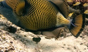 Santa And The Trigger Fish