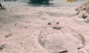 Santa And The Flounder