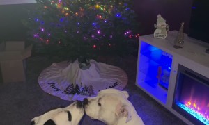 Pitties Kissing in Front of the Christmas Tree