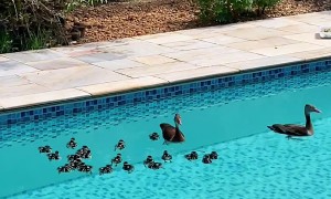 Family of Ducks Swim in My Pool