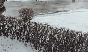 Winter Turns Town Into Icy Skating Rink