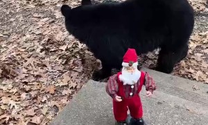 Dancing Santa Toy Baffles Bear