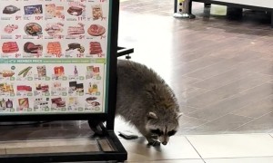 Raccoon Going Shopping