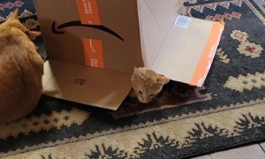 Orange Cat Emerges From Underneath Cardboard Box
