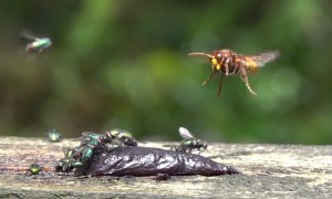 Hornet Hunts And Catches Carrion Fly
