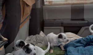 Puppy Headcount On Road Trip