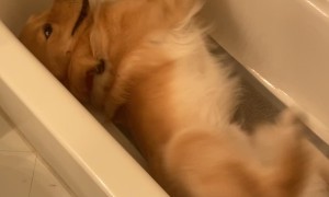 Golden Retriever Swims Sideways In Empty Bathtub