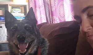 Blue Heeler Snaps At Air