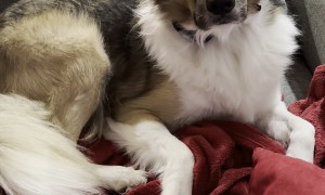 Dog Trust Falls Into Snuggles