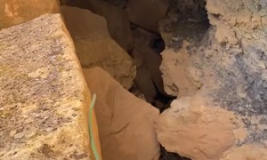 Dog Meets Mountain Lion