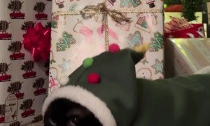 Cat In Christmas Tree Costume