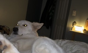 Dog Refuses To Put Leg Down