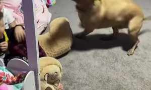 Zoomies Take No Prisoners