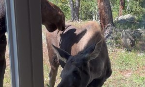 Moose and Calf Visit Airbnb