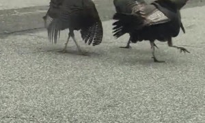 When Turkey Remember Thanksgiving is Coming Up