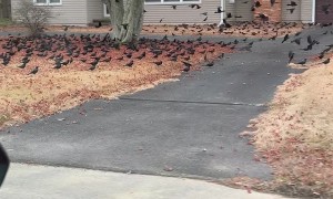 CrowPocalypse in New Jersey
