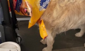 Golden Retriever Traps Head In Food Bag