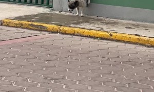 Dog Defies Gravity With Wall Excrement