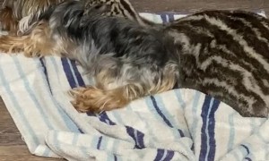 Baby Emu Cuddles With Yorkie