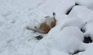 Bulldog Gets Back To Sledding