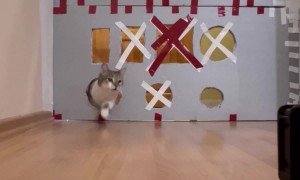 Cat Tries Cardboard Hole Challenge