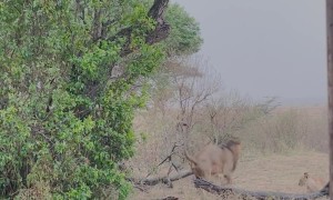 Black Necked Spitting Cobra Scares Off Lion Pride