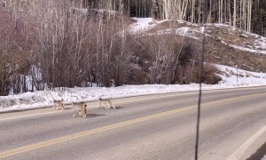 Lynx Family Crosses Road