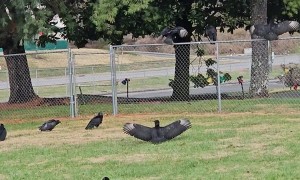Birds Frozen in Place
