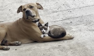 Supposed Enemies Found Cuddling Together