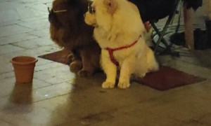 Street Performer at Christmas Market Has the Coolest Dogs