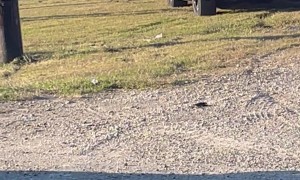 Police Apprehend Suspects After Car Chase