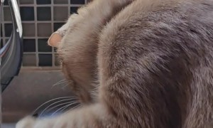 Cat Fights Water Faucet