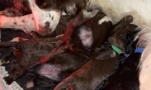 When the Milk Is Just That Good