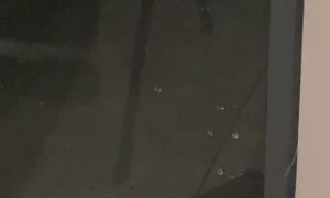 Bat Politely Knocks on Window During Rainstorm