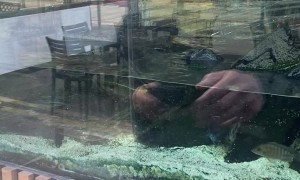 Aquarium In Liverpool Restaurant Suddenly Shatters