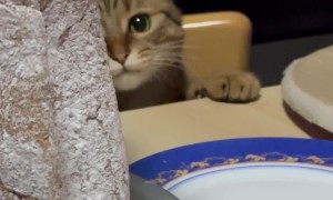 Purfessional Taste Tester