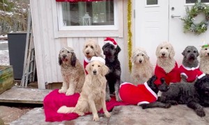 A Pack of Dogs Dressed Up for Christmas