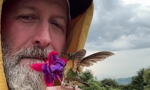 Hummingbird Drinks From Flower Held in Man's Mouth