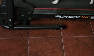 Jack Russell Juana Loves Treadmill