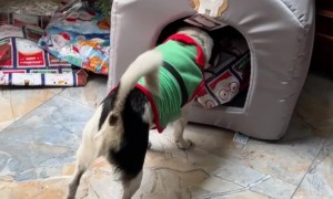 Little Dog Enjoys His Christmas Present